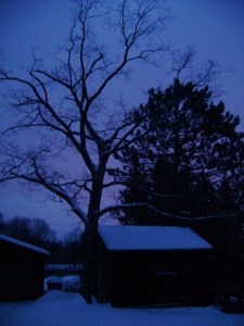 What my tree used to look like.