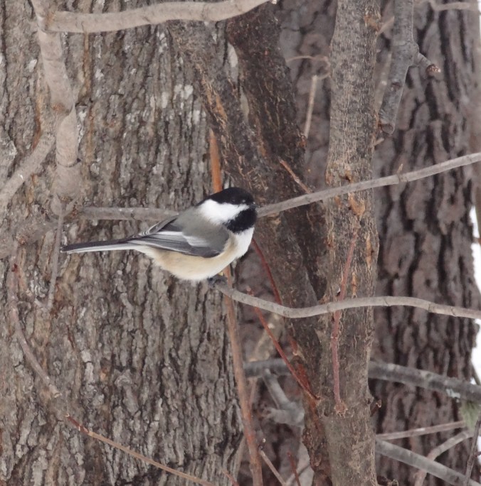 Chickadee