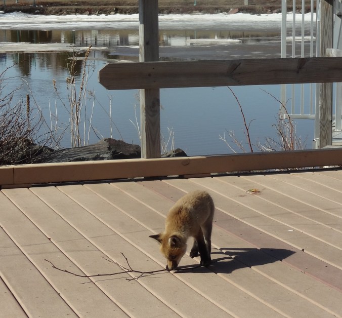 A fox kit investigates a stick as seen out the back door of my office last week.