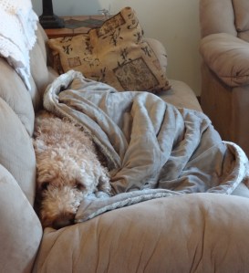 Wishing you cuteness.