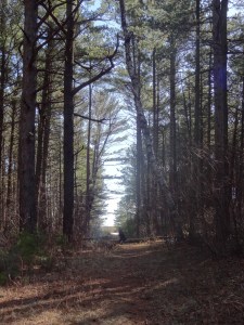 White pines on Wisconsin Point.