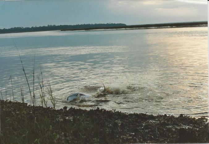 A dolphin beaching itself to catch fish it has pushed ashore. Cumberland Island, Georgia.