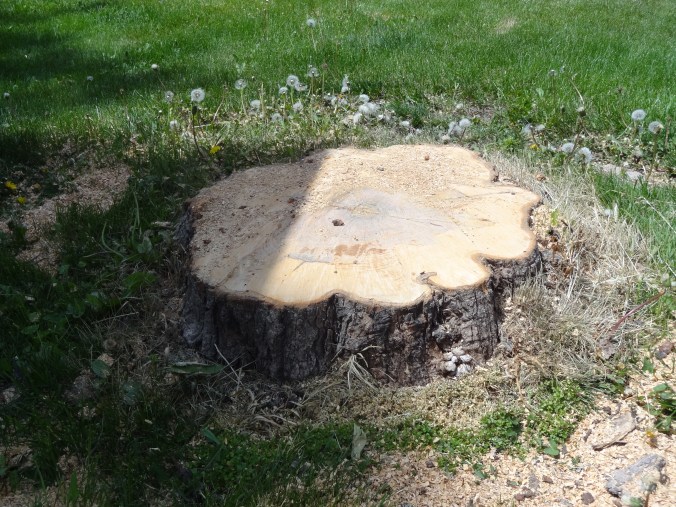My favorite tree is now a stump.