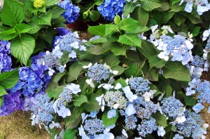 Hydrangeas are my new favorite flower. Two varieties are pictured here.