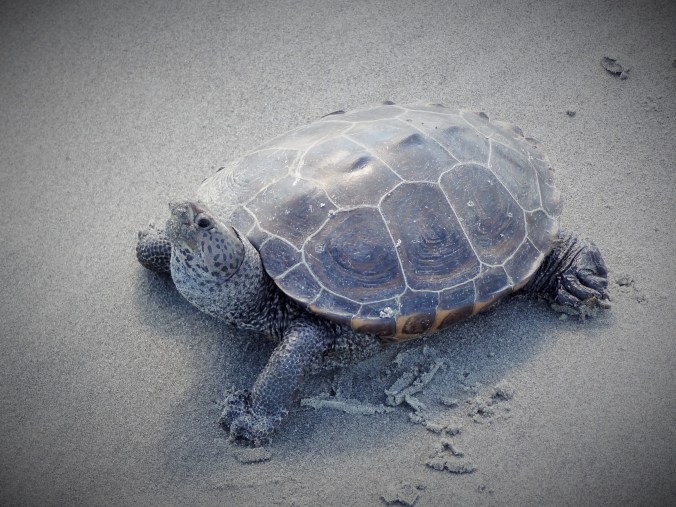 Why did the terrapin cross the road? To lay its eggs, of course! Here's one on her way back to sea.