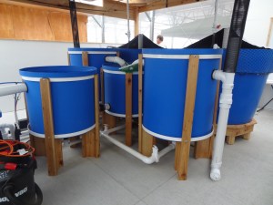 Aquaculture tanks that hold tilapia fish.