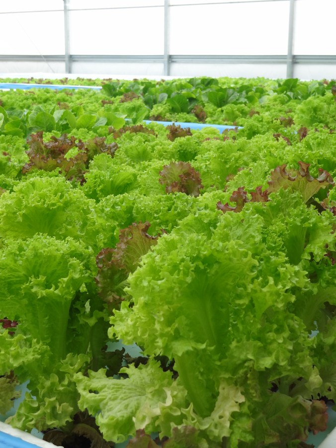 The luscious resulting lettuce.