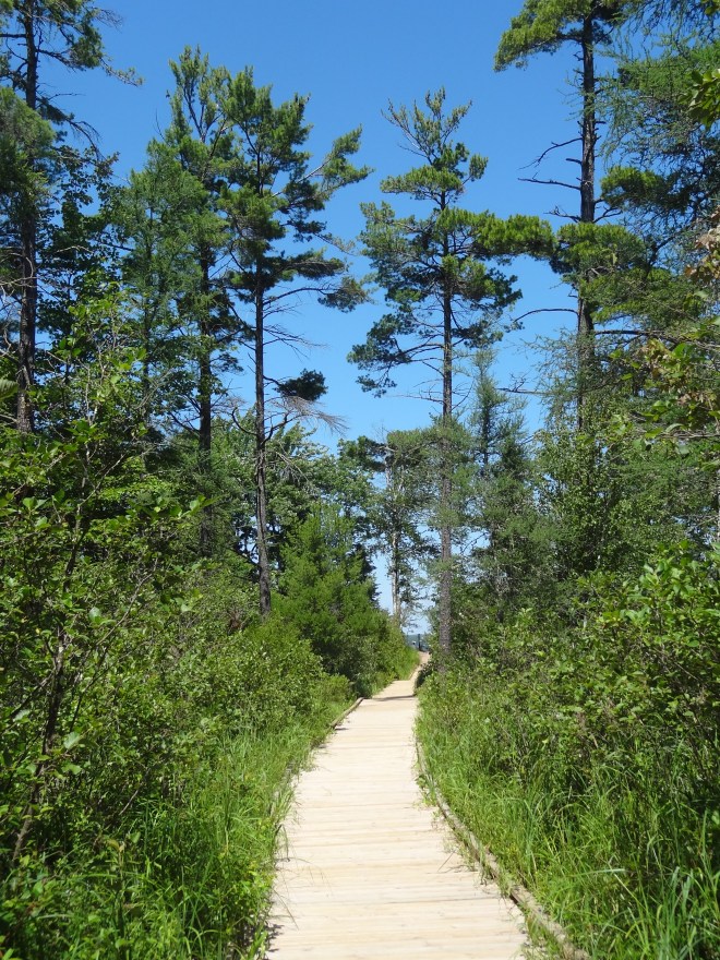 ...that gave way to a grove of white pines just before the beach. 
