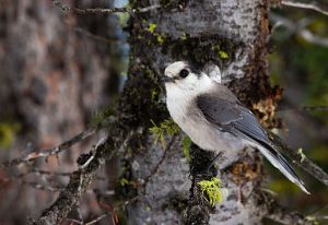 Gray_Jay_in_Late_Spring