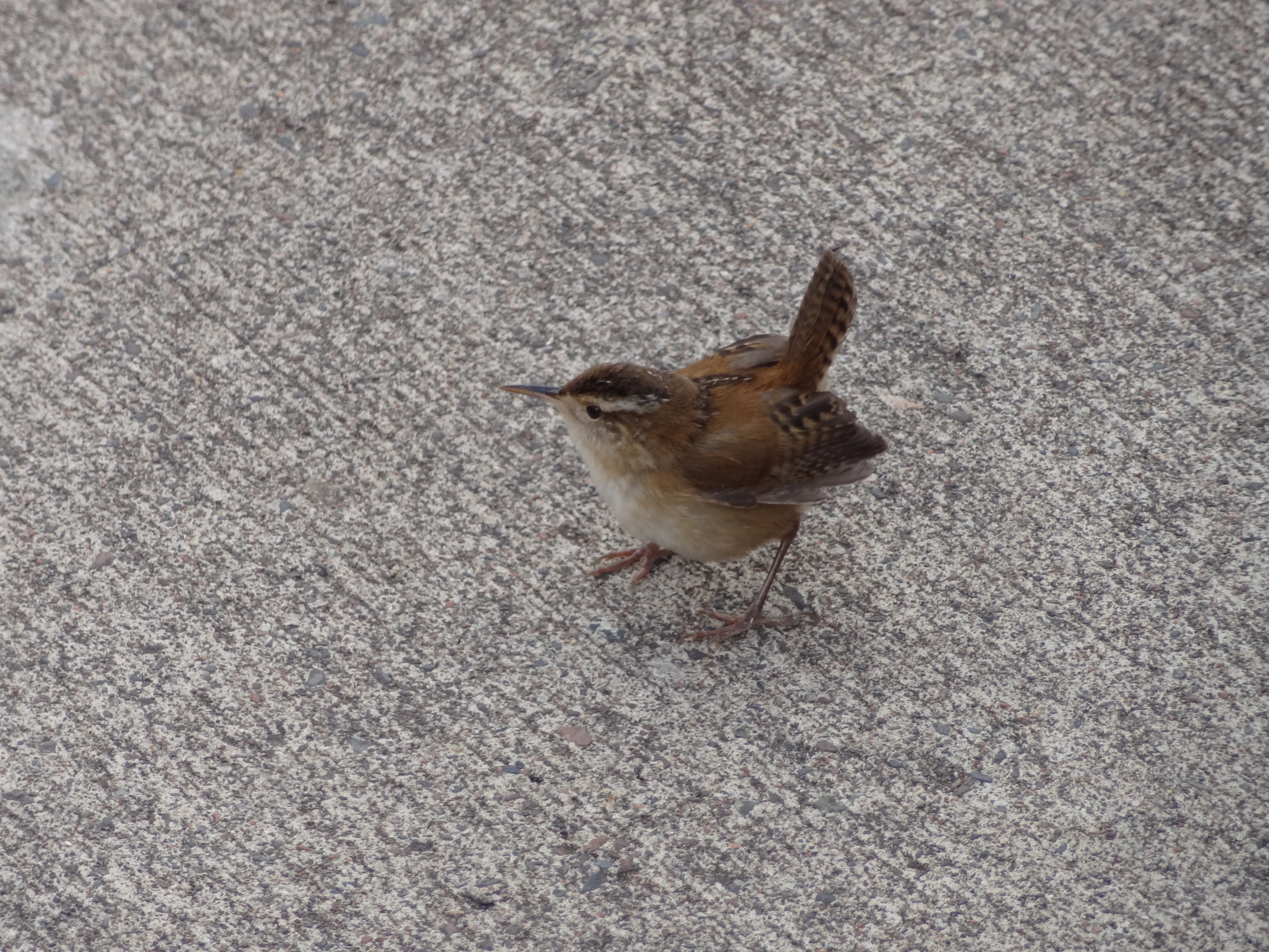 ChinWu Wave Pressure Gauge 039