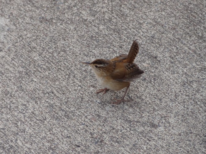 ChinWu Wave Pressure Gauge 039