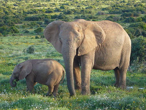 512px-African_Bush_Elephants