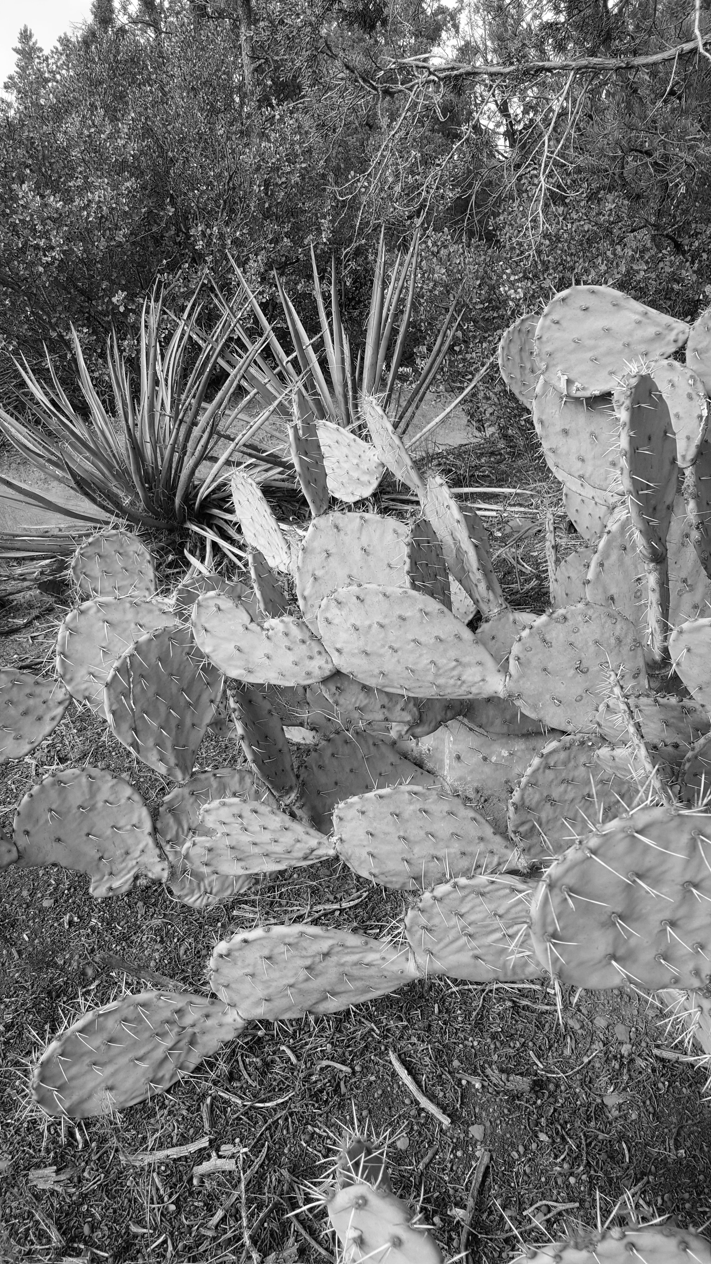 20171203_140249BW