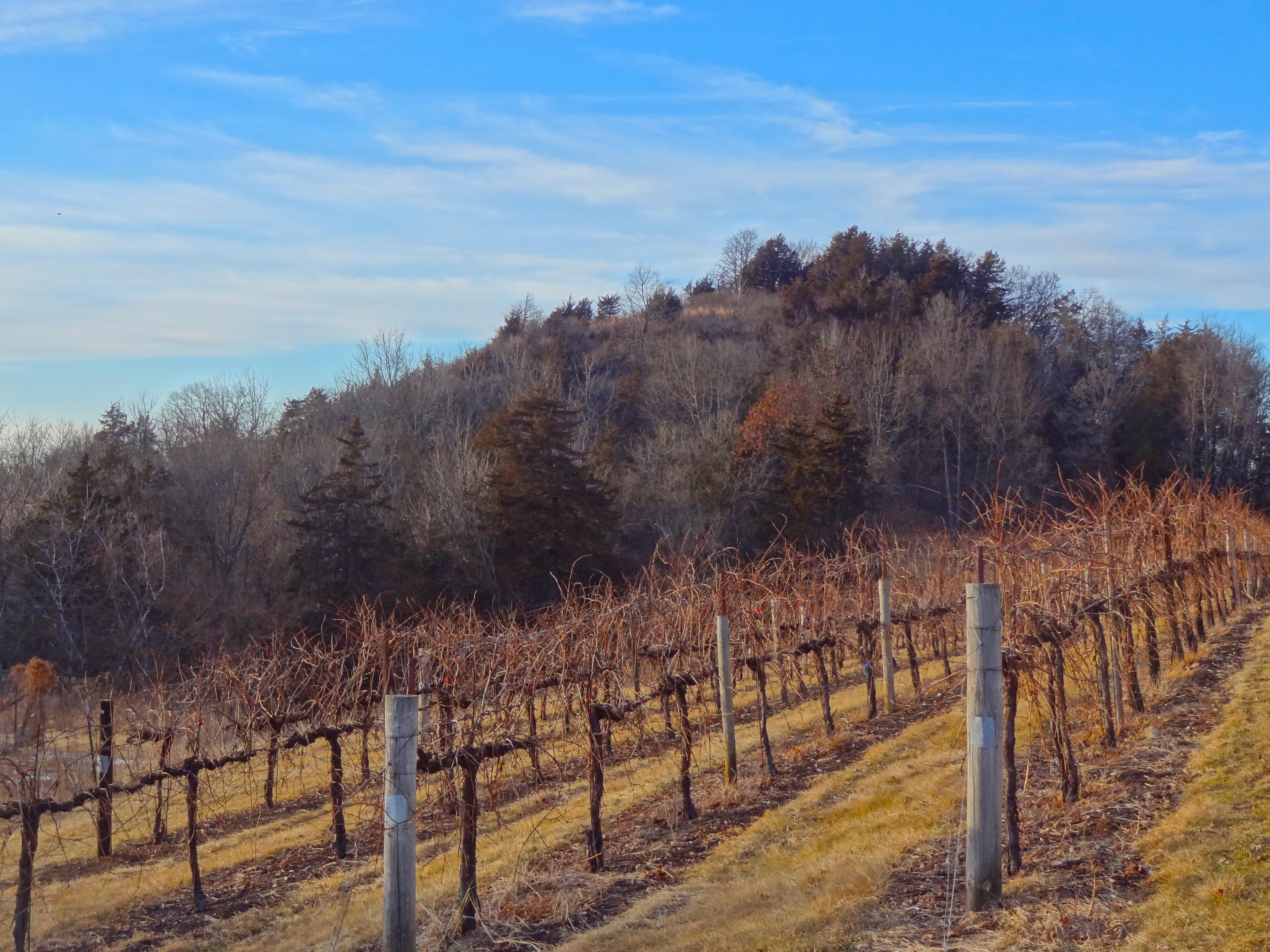 Wollersheim Winery 036