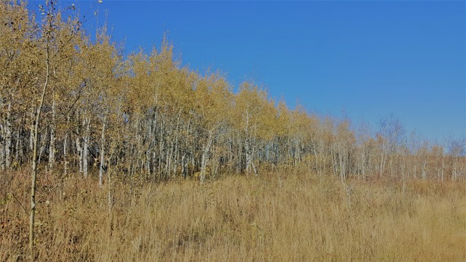 20181021_145751Enhanced