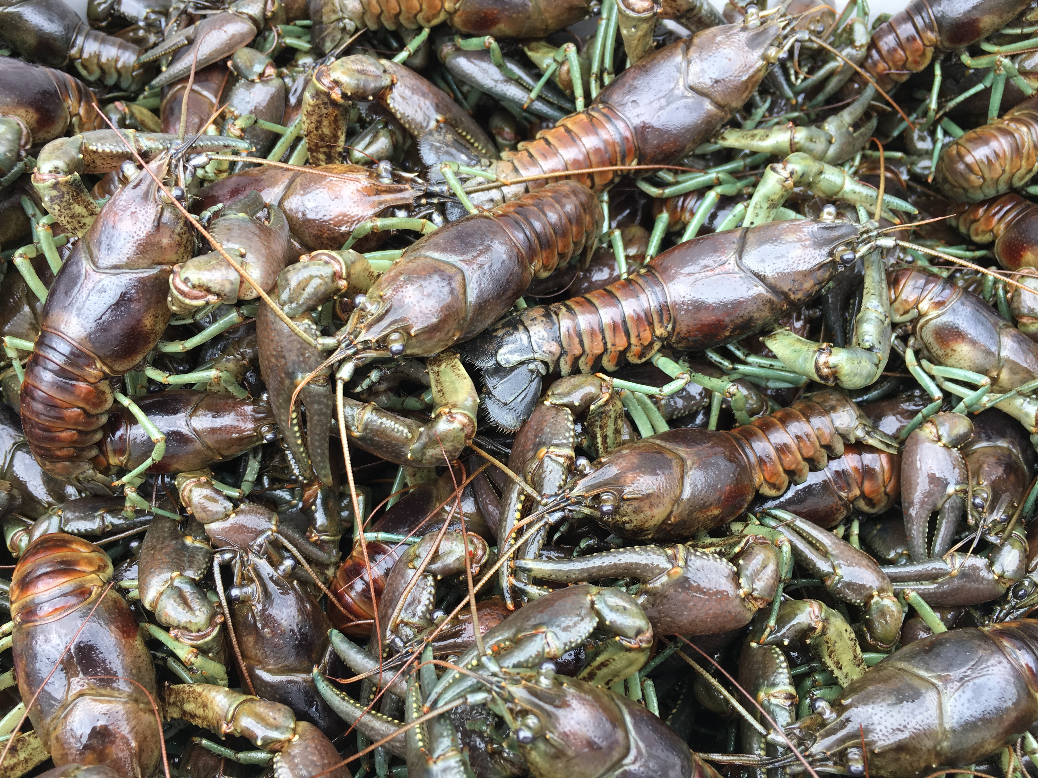 Rusty crayfish S Moen