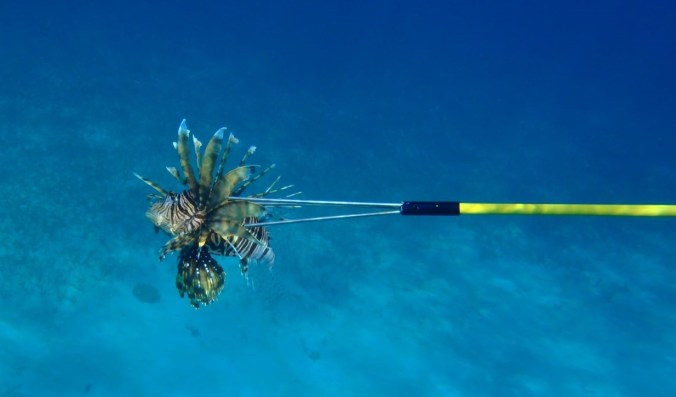 Speared lionfish